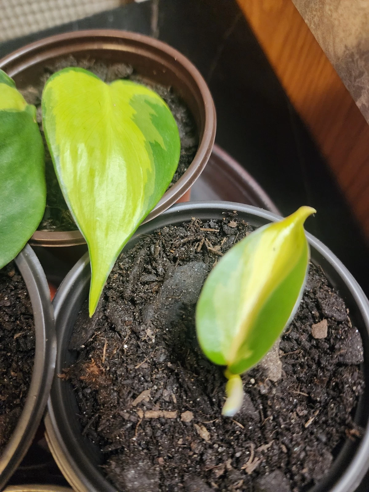Philodendron Heartleaf Rooted Cutting in 3 Inch Pot, Indoor Trailing Houseplant, Philodendron hederaceum, Easy Care Green Foliage