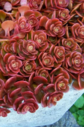 Coral Reef Sedum Cuttings – Unrooted Succulent Stems for Propagation – Low-Growing Groundcover – Sedum spp.