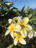 Yellow Plumeria Cutting – 10" Rooted Hawaiian Frangipani Stem for Planting