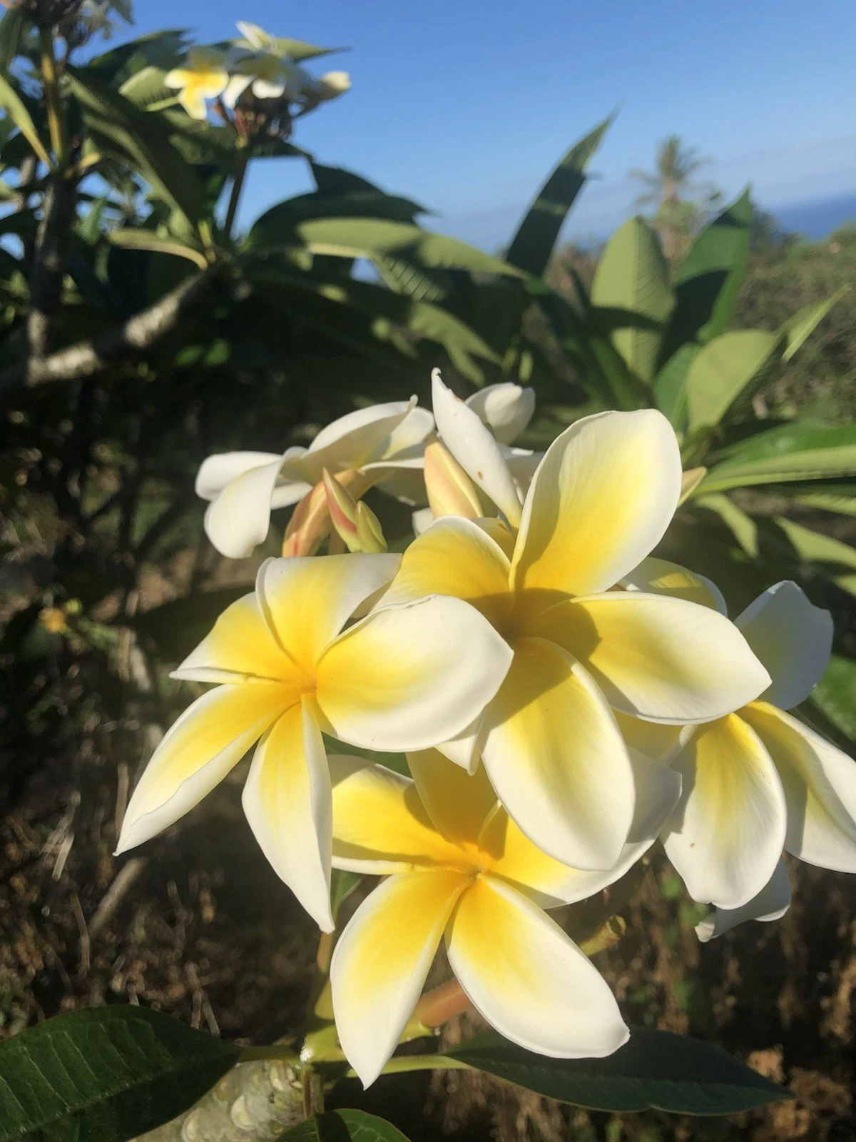 Yellow Plumeria Cutting – 10" Rooted Hawaiian Frangipani Stem for Planting