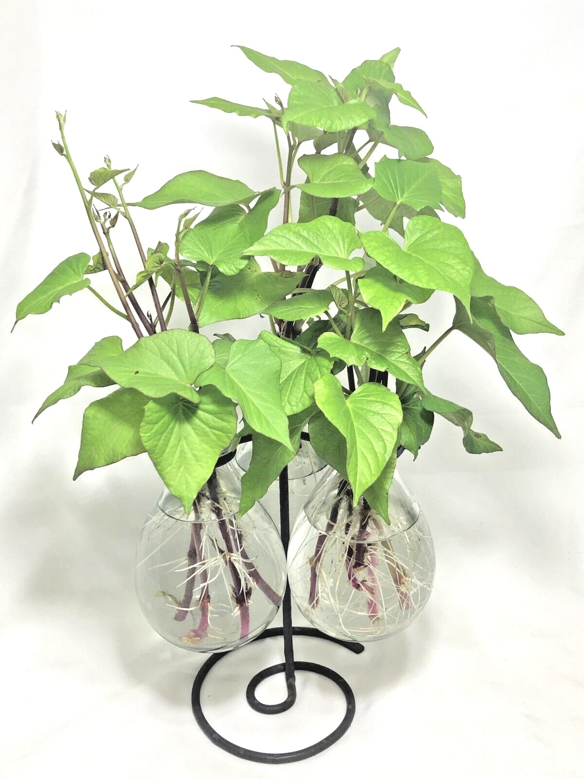 Stokes Purple Sweet Potato Slips - 10 Rooted Ipomoea batatas Cuttings Ready to Plant