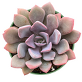 Graptoveria ‘Debbi’ Live Pink Succulent Plant Fully Rooted in 4 Inch Pot