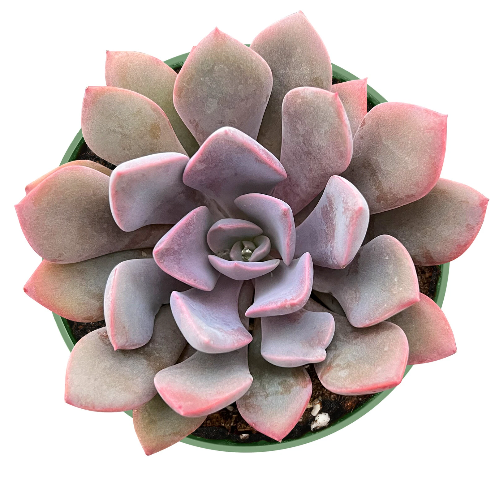 Graptoveria ‘Debbi’ Live Pink Succulent Plant Fully Rooted in 4 Inch Pot