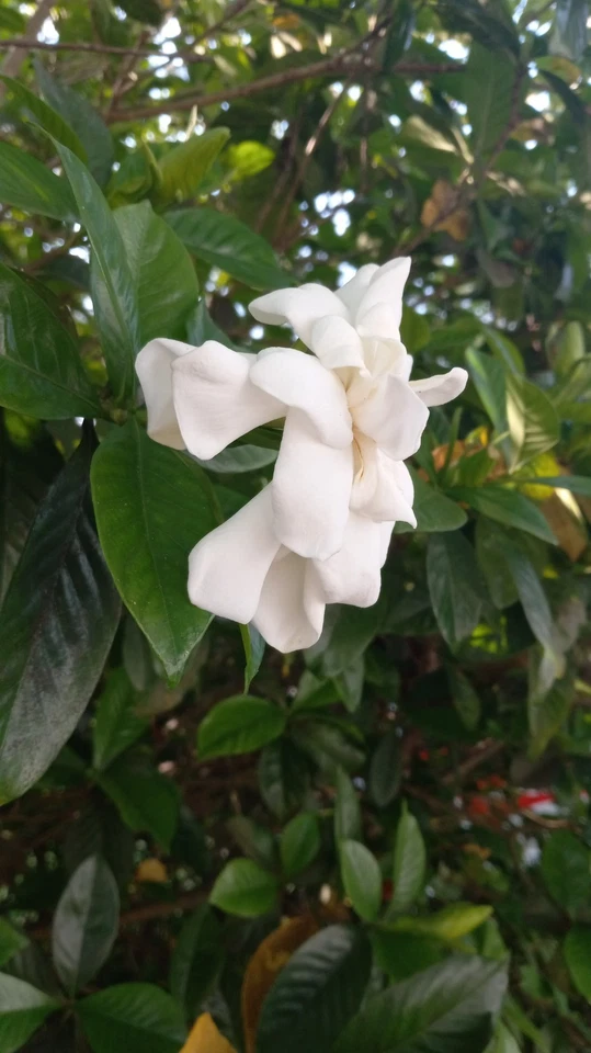 Florida Gardenia Cuttings – 10 Stem Unrooted Propagation Material for Fragrant Double White Flowers Gardenia jasminoides