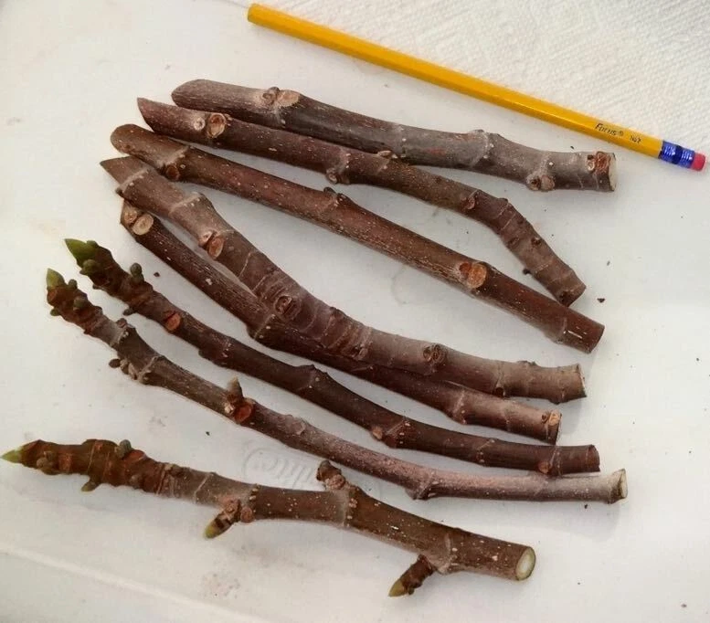 Texas Everbearing Fig Cuttings - 3 Fresh 6–8" Stems for Rooting | Hardy Ficus carica for Zones 6–11