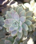 Ghost Plant Succulent Cuttings – 4 Unrooted Graptopetalum paraguayense Stems, 3–4 Inches, Gray to Lavender Foliage, Propagation