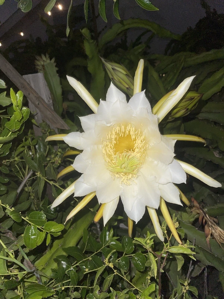 Mature “LISA” Dragon Fruit Cuttings – Hylocereus Variety for Rooting, Large Healthy Stems, Climbing Cactus, Pitaya