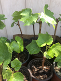 Green Grape Vine Cutting in Pot – Seedless Vitis vinifera, Climbing Fruit Vine for Garden Trellises & Vineyards