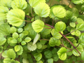 Swedish Ivy Cuttings – 4 Live Plectranthus verticillatus Trailing Houseplant, 5 Inch Indoor Propagation Cuttings