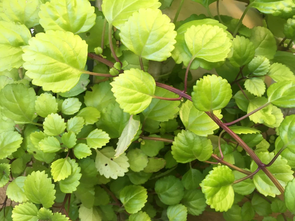 Swedish Ivy Cuttings – 4 Live Plectranthus verticillatus Trailing Houseplant, 5 Inch Indoor Propagation Cuttings