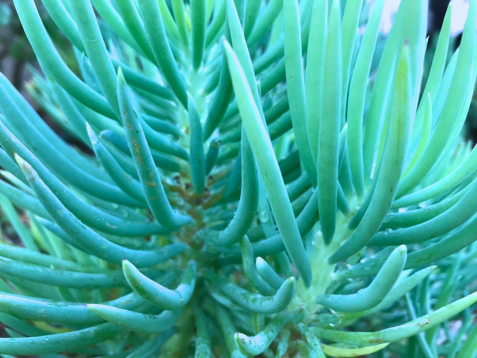 Succulent Cuttings - Senecio vitalis Blue Serpents Chalk Fingers - 3 Unrooted 6-Inch Succulent Sticks