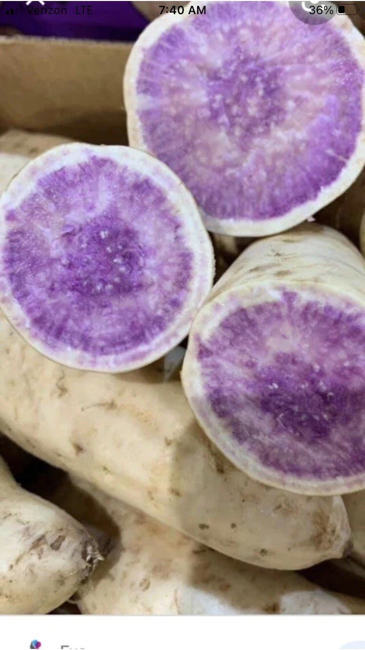 Okinawa Purple Sweet Potato Slips – 15 Organic Ipomoea batatas Cuttings for Garden, Raised Bed & Container Planting