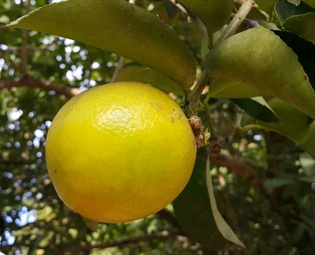 Palestine Sweet Lemon Cutting – 6–8" Citrus Cutting for Rooting or Grafting