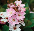 Indian Hawthorn ‘Pinkie’ Cuttings – 5 Unrooted Stems for Propagation Rhaphiolepis indica