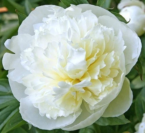 Peony ‘Duchesse de Nemours’ Bare Root Plant with 2–3 Eyes, White Blooms, Herbaceous Perennial, Zones 3–9