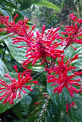 Purple and Red Firespike Cuttings – 6 Live Odontonema strictum Unrooted Planting Propagation Material