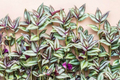 Tradescantia Zebrina Cuttings – 10 Purple Wandering Jew Live Trailing Plant Stems for Indoor & Outdoor Gardens