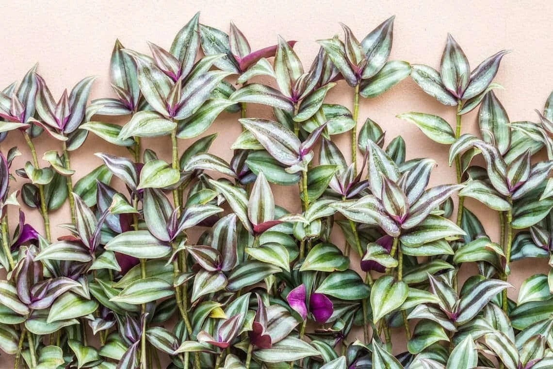 Tradescantia Zebrina Cuttings – 10 Purple Wandering Jew Live Trailing Plant Stems for Indoor & Outdoor Gardens