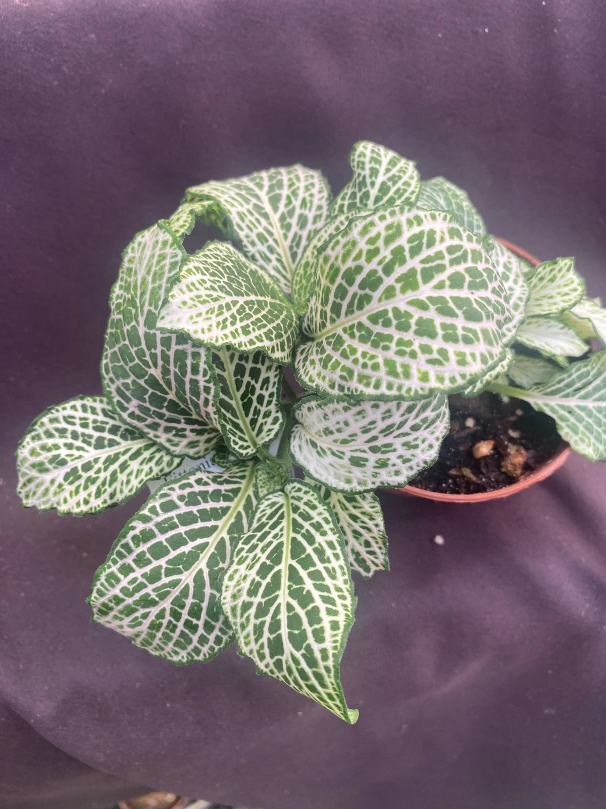 Fittonia Purple Snow Anne – Rooted Nerve Plant in 3 Inch Pot