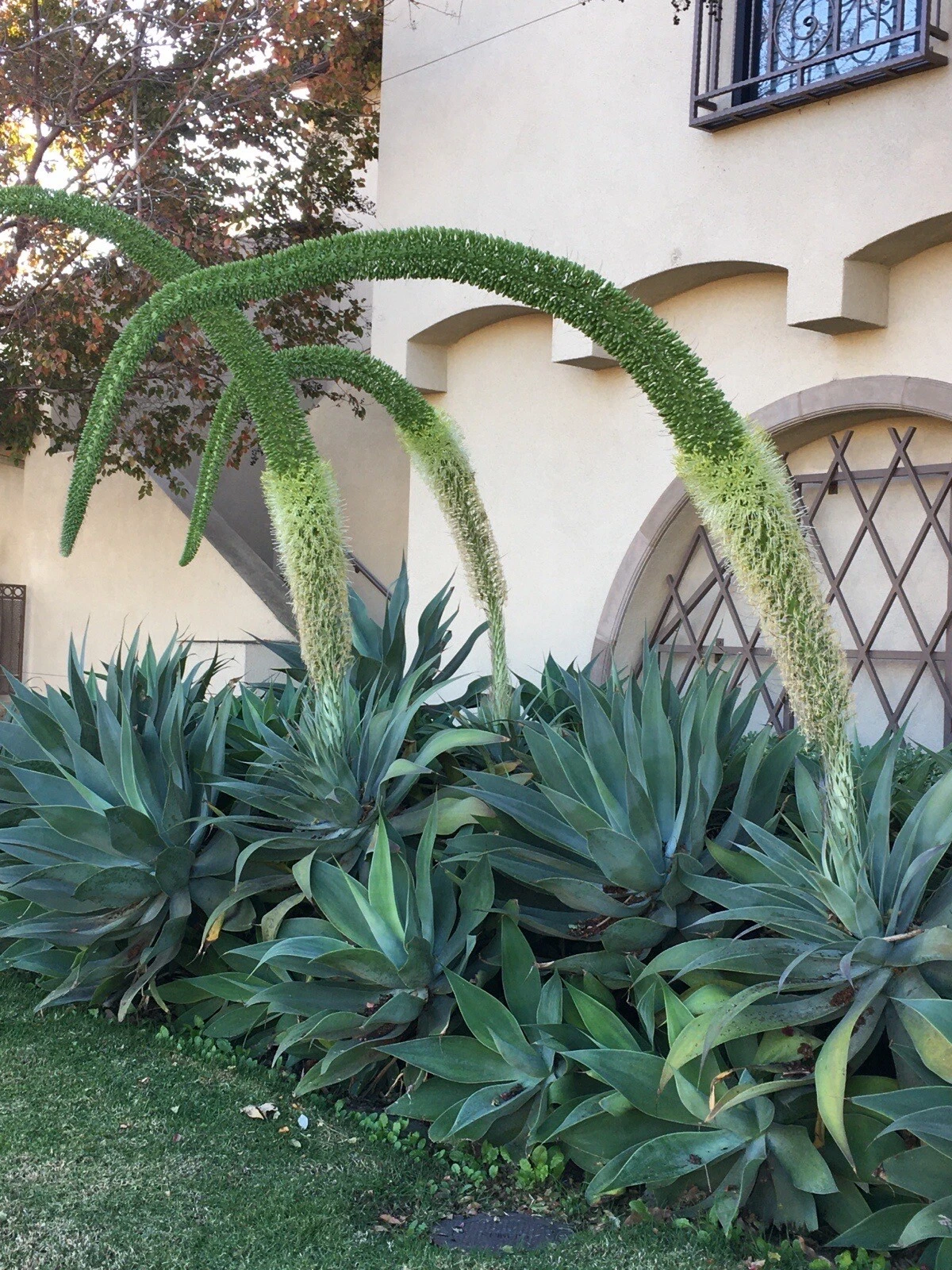Agave Attenuata Foxtail Succulent Live Plant – 6–8 Inch Green Rosette Agave for Outdoor & Container Growing