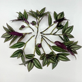 Tradescantia zebrina Unrooted Cuttings – Purple Silver Striped Wandering Jew Vine for Indoor Pots & Hanging Baskets