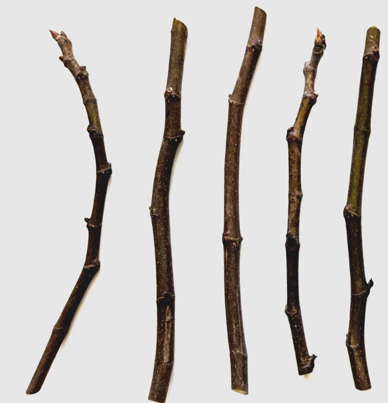 Chicago Hardy Fig Tree Cuttings – 5 Unrooted 9–10 Inch Ficus Carica Propagation Material