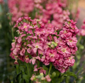 Antique Rose Live Plug Plant – Pink Blooms, 3–6 Inches Tall, Perennial Garden Rose Rosa spp.
