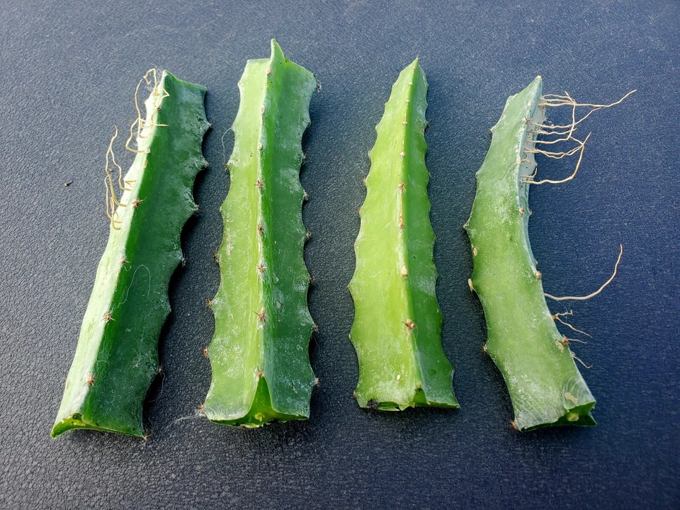 Red Flesh Dragon Fruit Cuttings 6 Inch Rooted Pitaya Cactus Plants for Planting, Hylocereus spp.