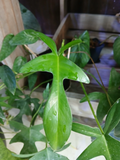 Philodendron ‘Glad Hands’ Cuttings – 5 Unrooted Tropical Aroid Houseplant Propagation Starter
