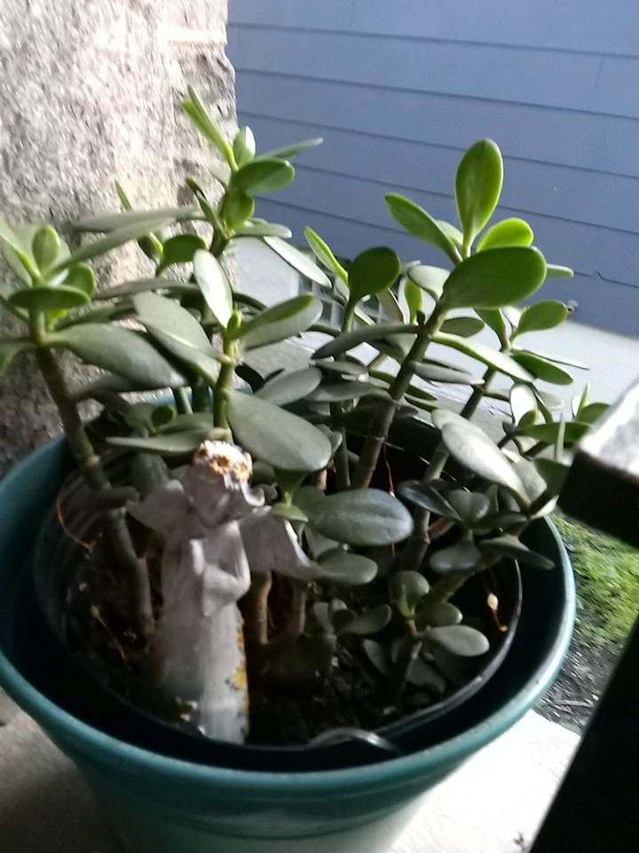 Green Jade Succulent Cutting – 4 Inch Unrooted Crassula Ovata Houseplant Propagation Starter