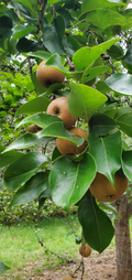 Asian Pear Tree Cuttings – 10 Unrooted Pyrus pyrifolia Fruit Tree Propagation Material