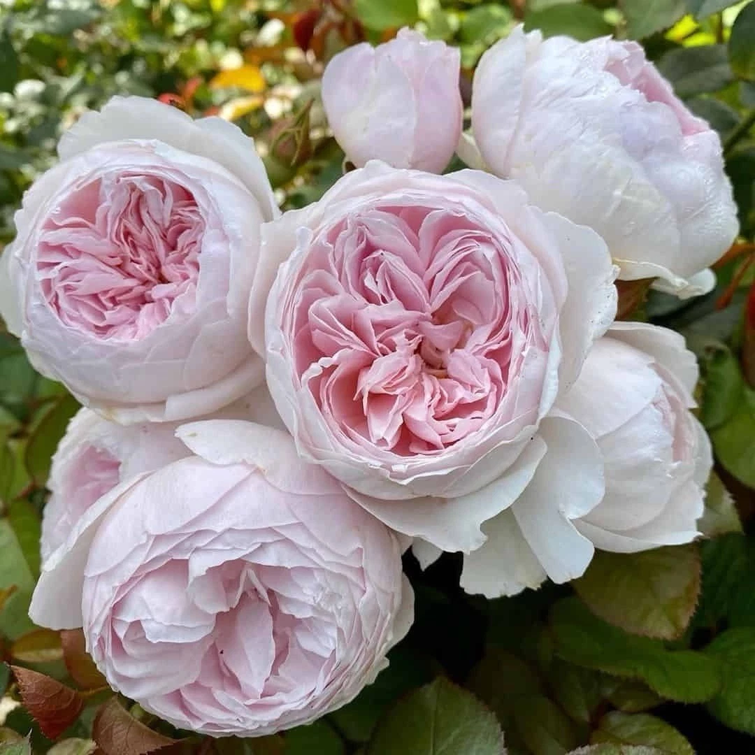 Earth Angel Rose Cuttings – 3 Unrooted Floribunda Pink Rose Stems for Propagation, 6" Long
