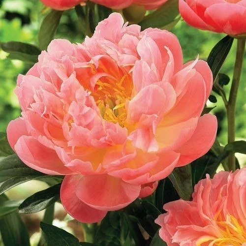 Peony ‘Pink Hawaiian Coral’ Root – Bare Root Flowering Plant, Coral-Pink Blooms, Perennial, Paeonia hybrid, Zones 3–9