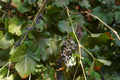 Wild Grape Vine Cuttings – 5 Unrooted Vitis spp. Organic, Non-GMO, Never Sprayed for Propagation and Planting