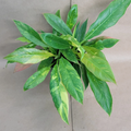 Philodendron Ring of Fire Live Plant – Variegated Tropical Aroid in 6-Inch Pot, Colorful Foliage, Indoor Houseplant