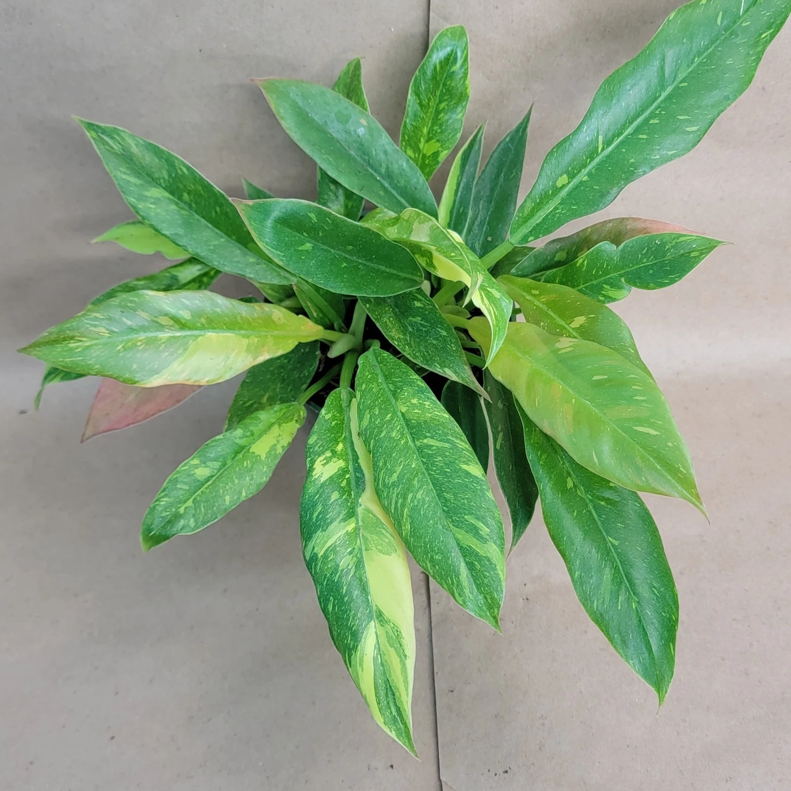 Philodendron Ring of Fire Live Plant – Variegated Tropical Aroid in 6-Inch Pot, Colorful Foliage, Indoor Houseplant