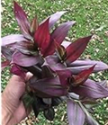 Tradescantia Red Gem Cuttings – 7 Unrooted Wandering Jew Houseplant Propagation, Red Purple Foliage, Trailing Indoor Plant