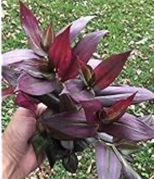 Tradescantia Red Gem Cuttings – 7 Unrooted Wandering Jew Houseplant Propagation, Red Purple Foliage, Trailing Indoor Plant
