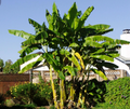 Musa Basjoo Banana Tree - Cold Hardy Banana Plant - Small Rooted Starter Plant