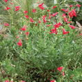 Rock Penstemon Live Plant – Penstemon baccharifolius, 1 Gallon Fully Rooted Perennial Shrub for Rock Gardens and Landscaping