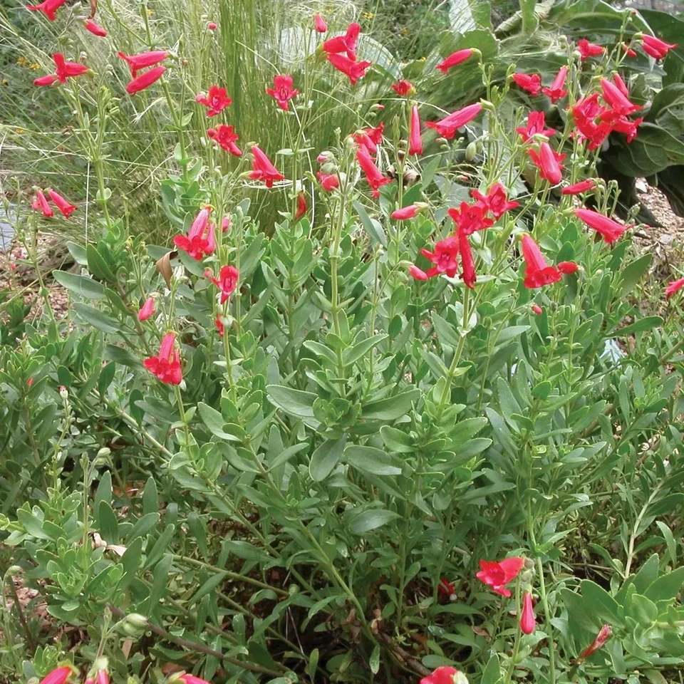 Rock Penstemon Live Plant – Penstemon baccharifolius, 1 Gallon Fully Rooted Perennial Shrub for Rock Gardens and Landscaping