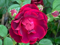 Red Rose Cuttings – 5 Fresh Garden Rose Stems for Rooting, Rosa spp., Live Plant Propagation Material