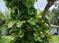 Variegated Golden Pothos Cutting – Hawaiian Epipremnum aureum 3 Nodes Unrooted Climbing Houseplant for Propagation