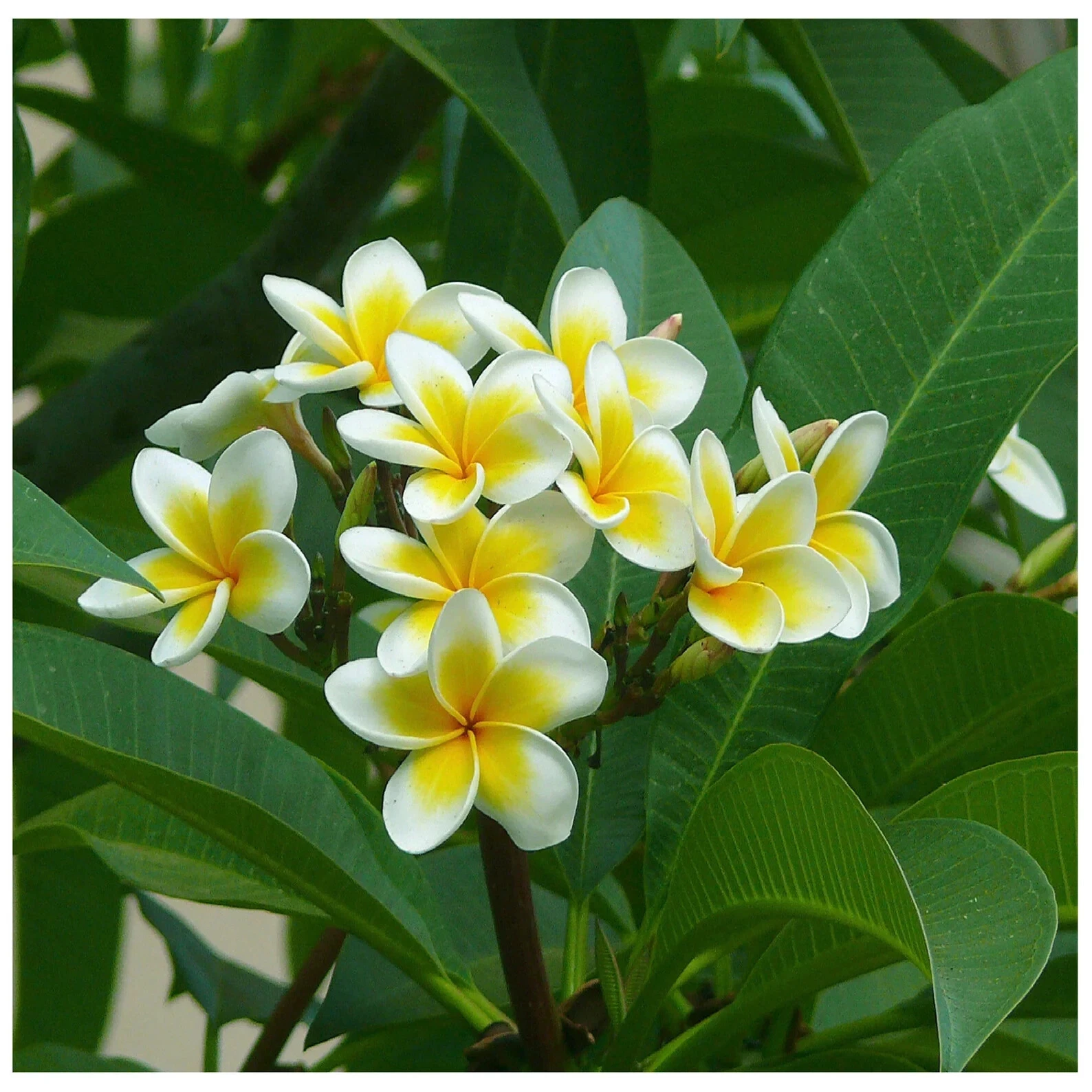 Moililli Gold Plumeria Cutting – Live Unrooted 12-Inch Frangipani Propagation Plant, Yellow & White Flowers, Tropical Garden Plant