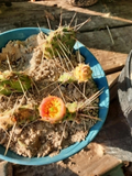 Opuntia macrorhiza × polyacantha Live Cactus Plant, Hardy Prickly Pear Hybrid, Cold Tolerant, Drought Resistant, Outdoor Desert Garden