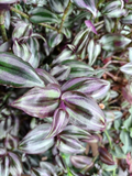 Tradescantia Zebrina ‘Violet Hill’ Cuttings – Colorful Purple Silver Green Foliage Houseplant Stems
