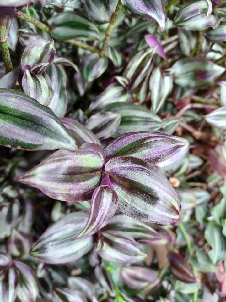 Tradescantia Zebrina ‘Violet Hill’ Cuttings – Colorful Purple Silver Green Foliage Houseplant Stems