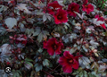 Mahogany Splendor Hardy Hibiscus Live Plant – Small Rooted Starter, Red Leaf Hibiscus moscheutos