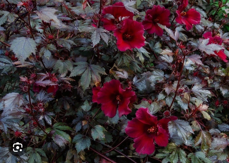 Mahogany Splendor Hardy Hibiscus Live Plant – Small Rooted Starter, Red Leaf Hibiscus moscheutos