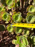 Fresh Succulent Cuttings Set – 4 Live Rooting Succulents in Mixed Varieties for Indoor & Outdoor Gardens